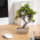 Decor plante artificiale, bonsai, 18x24cm