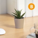 Decor plante artificiale, in ghiveci, 6x9cm