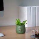 Decor plante artificiale, cap de pisica, 9x14cm