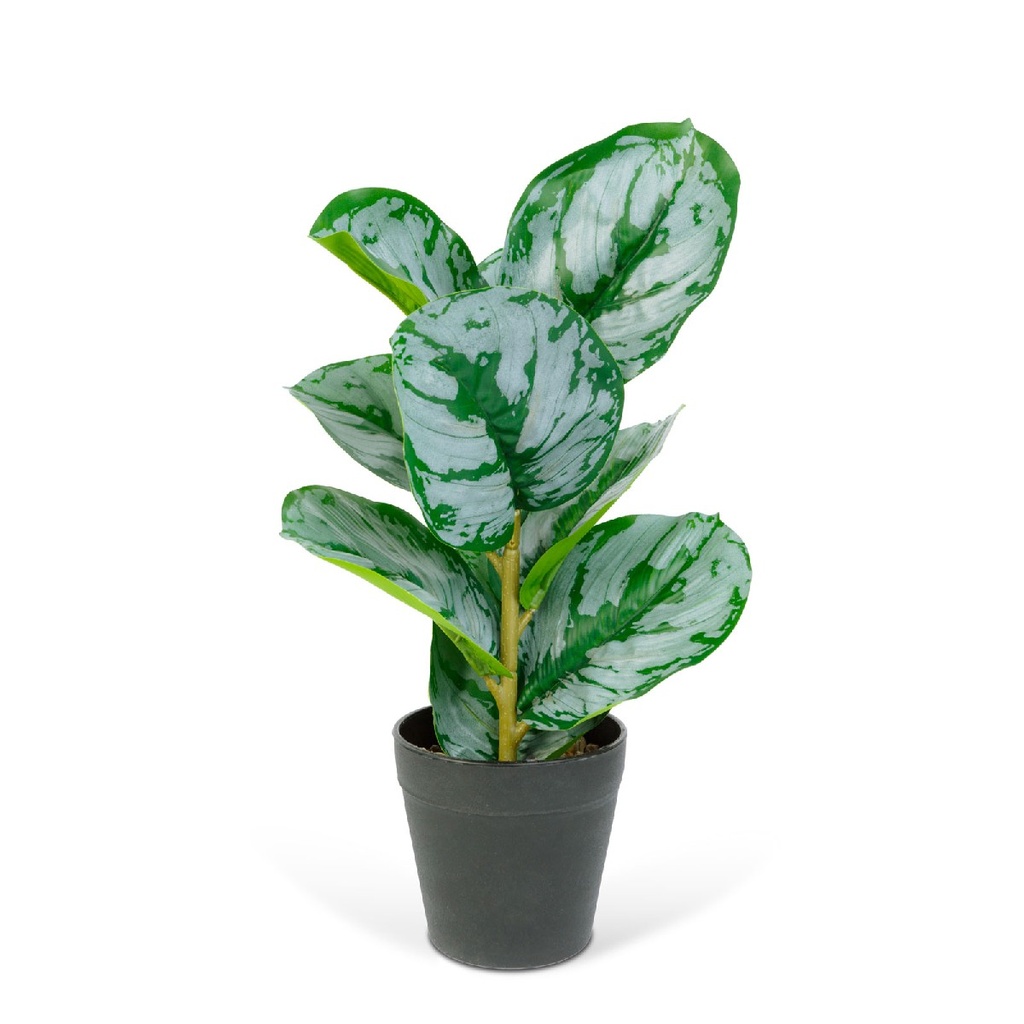 [11896C] Planta artificiala zebra verde-alb, 34x9cm