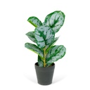 Planta artificiala zebra verde-alb, 34x9cm