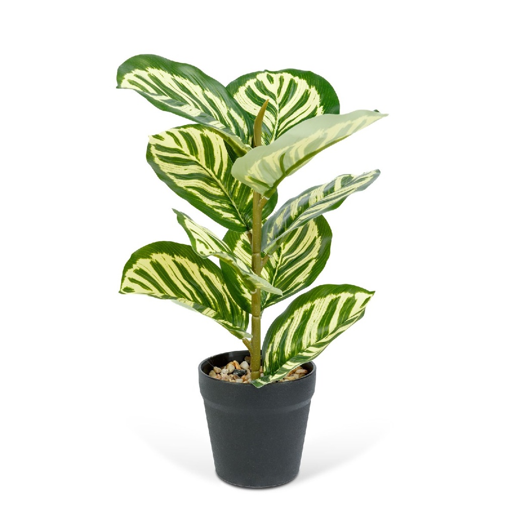 [11896A] Planta artificiala zebra verde-galben, 34x9cm