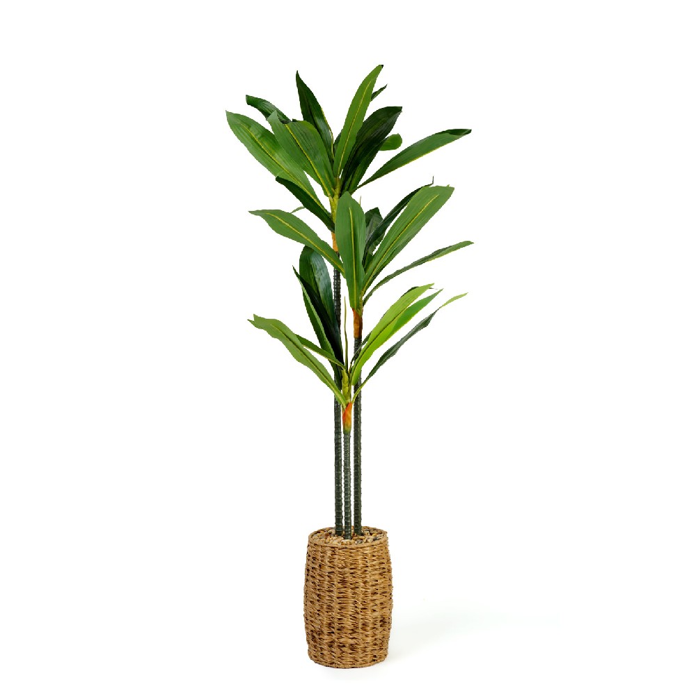[11906] Dracaena fragrans verde artificiala, 1.1-1.2m