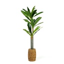 Dracaena fragrans verde artificiala, 1.1-1.2m