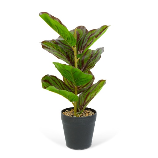 [11896B] Planta artificiala zebra verde-negru, 34x9cm